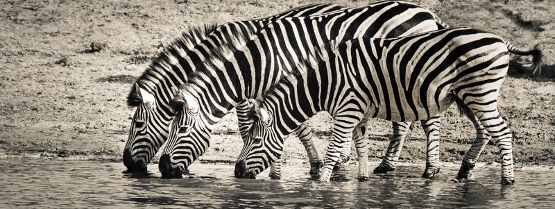 Zebra Africa safari
