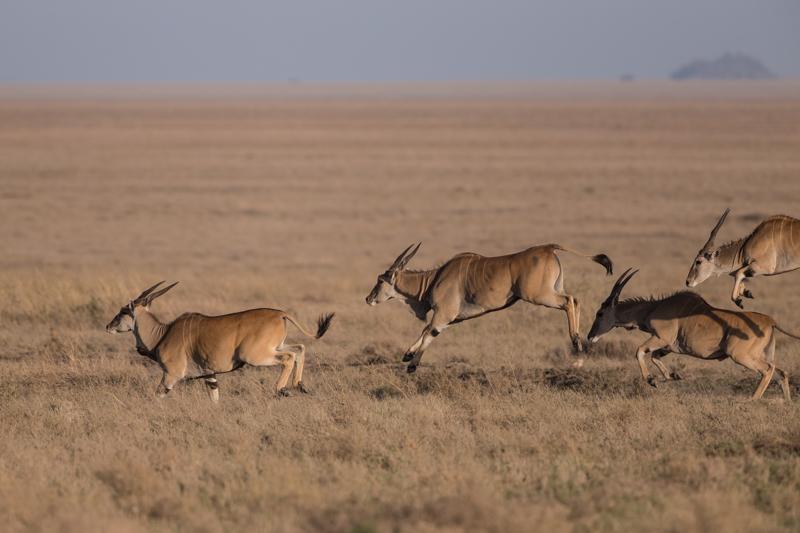 Impala Africa safari