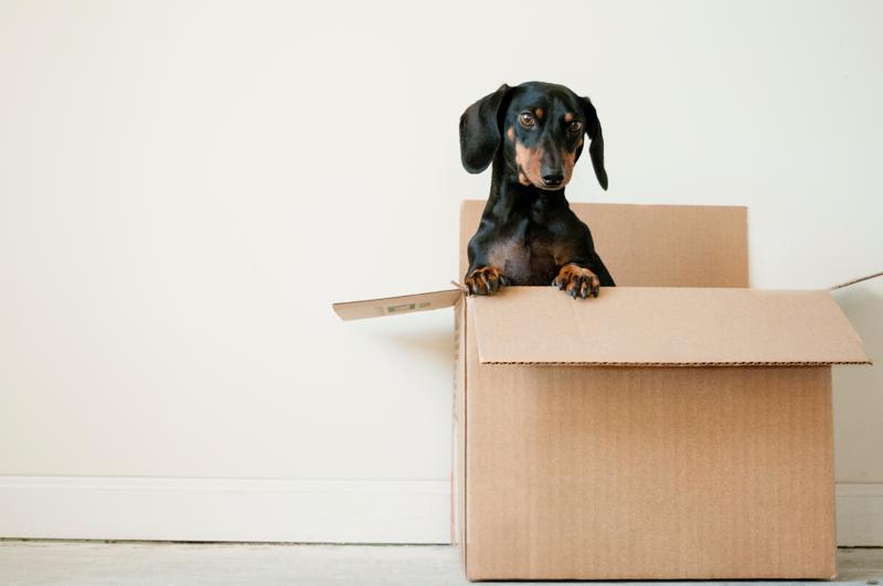 dachshund popping out of moving box of new homeowners